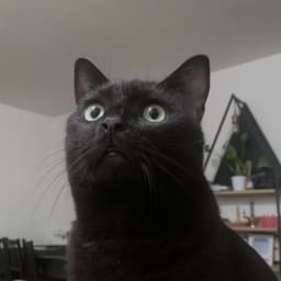 Tofu, my cat Tofu, my cat